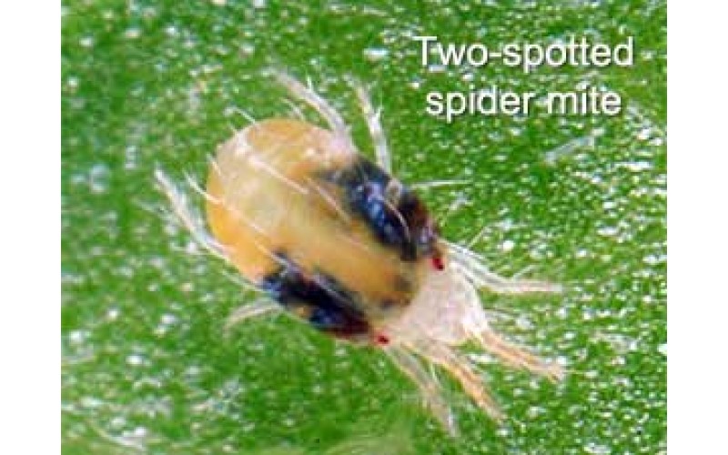 https://www.thehealingcanna.com/image/cache/catalog/GrowroomPests/two-spotted-spider-mite-800x500.jpg
