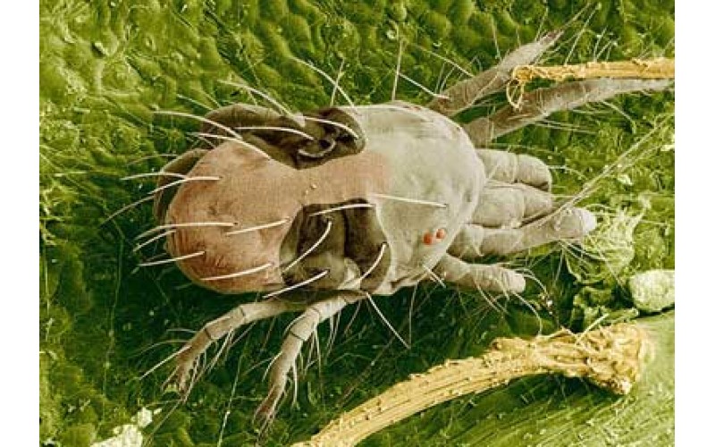 https://www.thehealingcanna.com/image/cache/catalog/GrowroomPests/twospotted_spider_mite02-800x500.jpg
