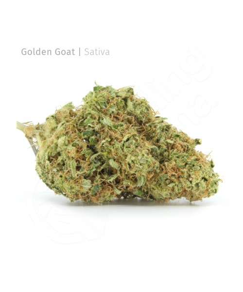 Golden Goat | Sativa
