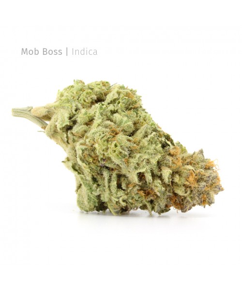 Mob Boss | Indica