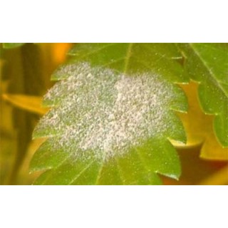 https://www.thehealingcanna.com/image/cache/catalog/healingcanna/powdery_mildew-320x320.jpg